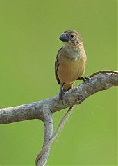 Rusty-collared Seedeater